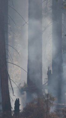Büyüleyici sisli bir sahne Yosemite Milli Parkı 'nda, görkemli ağaçlar ve dumanların yer aldığı, birlikte derin bir macera ve merak uyandıran bir gizem hissi uyandıran,