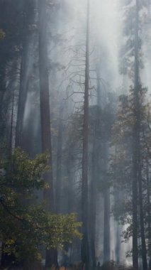 Yosemite Milli Parkı 'nın nefes kesen güzelliğini keşfedin. Yükselen ağaçları, çeşitli vahşi hayatı ve doğa severler ve maceracı ruhlar için ideal bir yer.