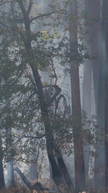 Yosemite Ulusal Parkları 'nın büyüleyici güzelliğini keşfedin. Gizemli, puslu ormanlar, yürüyüş, macera ve birçok doğa aktivitesi için mükemmeldir.