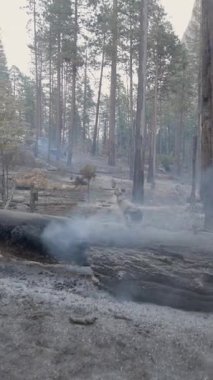 Yosemite Ulusal Parkları 'nı son yangınlardan sonra keşfe çıkarak, devam eden dumanların arasında patika ve ağaçların yenilenmesine tanık oldular. Doğanın şaşırtıcı görüntülerini ve seslerini tecrübe et.