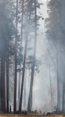 Yosemite Ulusal Parkı 'nda unutulmaz bir yolculuk yaşayın. Yüksek ağaçları, nefes kesen manzaraları ve ziyaretçileri büyüleyen ve kalıcı anılar yaratan sisli güzelliği ile ünlüdür.