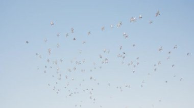 Güneşli bir günde mavi gökyüzünde yavaş çekimde uçan kuş sürüsü. Uçan kuş grubunun fotoğrafı. Etrafta bir grup halinde dolaşan özgür güvercinler. Özgürlük, umut ve barış. Yüksek kalite 4k görüntü