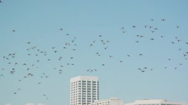 Güneşli bir günde mavi gökyüzünde yavaş çekimde uçan kuş sürüsü. Uçan kuş grubunun fotoğrafı. Santa Monica plajı, binalar. Özgürlük, umut ve barış. Yüksek kalite 4k görüntü