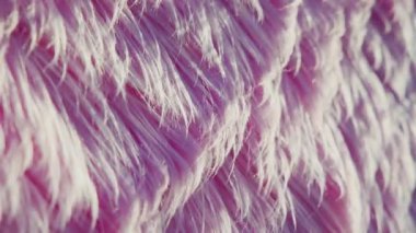 Pembe yün yünlü baloncuk. Sanat ilginç yünlü dokusu güçlü rüzgar esintisi üzerinde hareket ediyor. Güneş ışığı. Yaratıcı dokular ve arka planlar. Yüksek kalite 4k görüntü