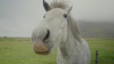 Büyüleyici ve görkemli bir İzlanda atı, doğal cazibesini ve güzelliğini güzelleştiren yumuşak sisli bir gökyüzünün altında cazibe ve güç saçan yemyeşil tarlalarda zarafetle duruyor.