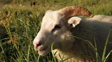 Bu, yemyeşil bir çayırda huzur içinde otlayan bir koyunu yakalayan, parlak ve sıcak güneş ışığı altında banyo yapan ve huzurlu bir kırsal manzara yaratan çarpıcı ve güzel bir yakın çekim görüntüsü.