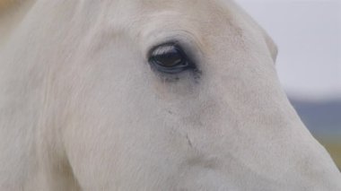 Bu yakın plan fotoğrafta bir İzlanda atı gösteriliyor, benzersiz özelliklerini ve nazik ifadesini vurguluyor. Güçlü ve çok yönlü olarak bilinen bu atlar, biniciler tarafından tercih edilir.