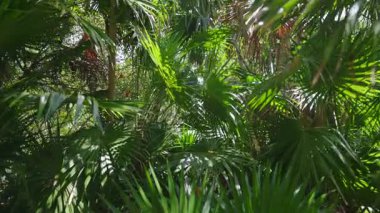 Parlak tropikal bir ormana adım atın. Orada altın güneş ışığı palmiye yaprakları arasında dans eder. Sizi gevşemeye, rahatlamaya ve iç huzurunuzu yeniden keşfetmeye davet eden sakin bir atmosfer yaratır.