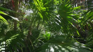 Yeşil yaprakları, palmiyeleri ve egzotik bitkileri olan canlı bir orman keşfedin. Bu dingin ortam doğa projeleri ve açık hava maceraları için idealdir, doğanın güzelliğine dalmayı sağlar.