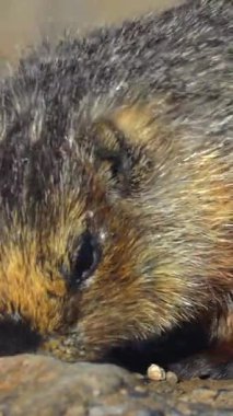 Yakından çekilmiş bir görüntü, kürkünün karmaşık dokularını ve doğal davranışlarını canlı yeşilliklerle dolu sakin bir ortamda gösteren yerde yiyecek arayan bir dağ sıçanı yakalar.