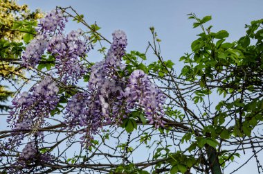 sprigs of blooming wisteria against the blue sky beautiful background.