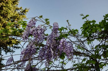 sprigs of blooming wisteria against the blue sky beautiful background.