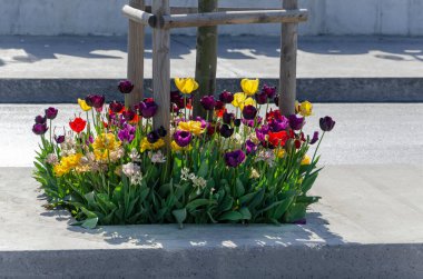 purple and yellow tulips are very beautiful in the flower bed will be a good background.