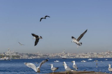 seagulls fly over the sea beautifully spreading their wings.