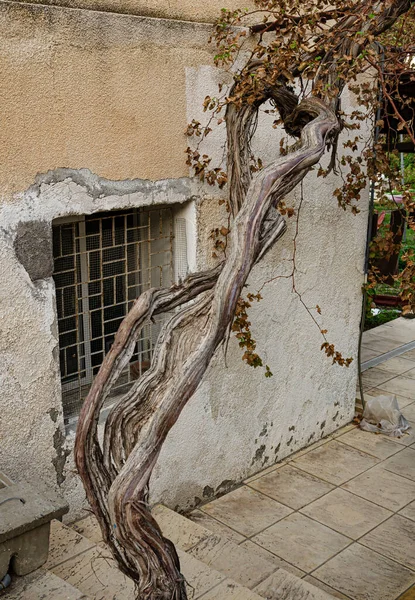 an old vine of grapes against the background of an old shabby wall looks very vintage.