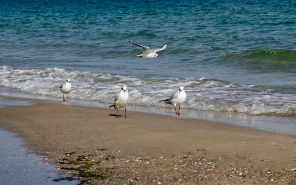 Chorny Denizi Nin Kıyısındaki Martılar Yakın Mesafeden Rahatça Volta Atıyorlar — Stok fotoğraf