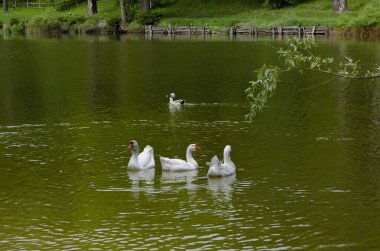 Üç kaz kıyı manzarası yakınlarındaki bir gölette yüzüyor..