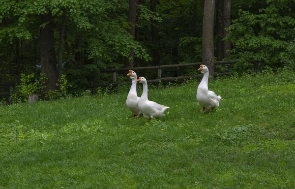 geese near the pond walk in single file to the water green grass.