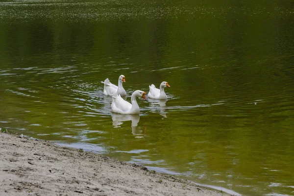 三只鹅在近岸风景优美的池塘里游泳 — 图库照片
