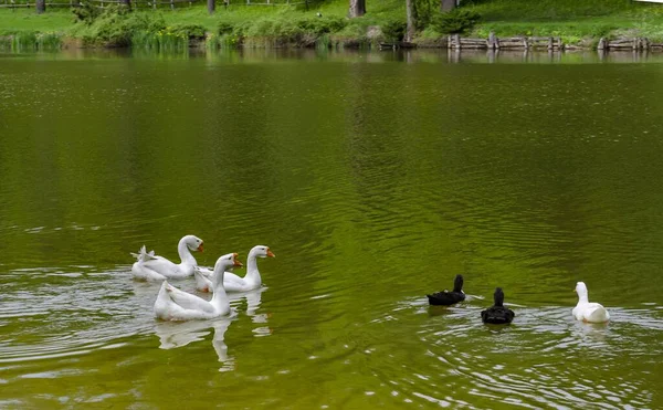 Three Geese Swim Pond Shore Landscape Landscape Nice Background — Stock Photo, Image