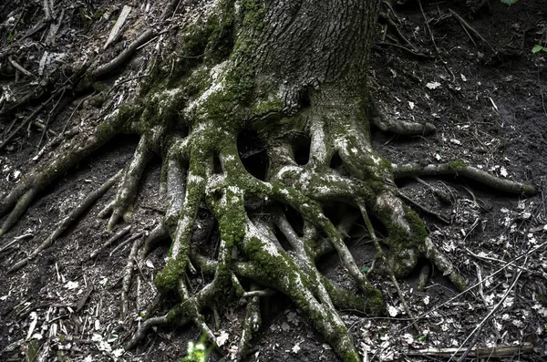 Kořeny Stromů Close Tmavém Pozadí Pěkné Pozadí — Stock fotografie