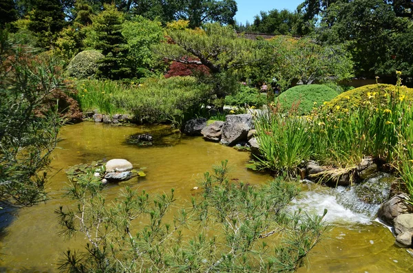 Kaliforniya 'daki Japon bahçesi harika bir şekilde ağaç ve çalıları göletle birleştirir..