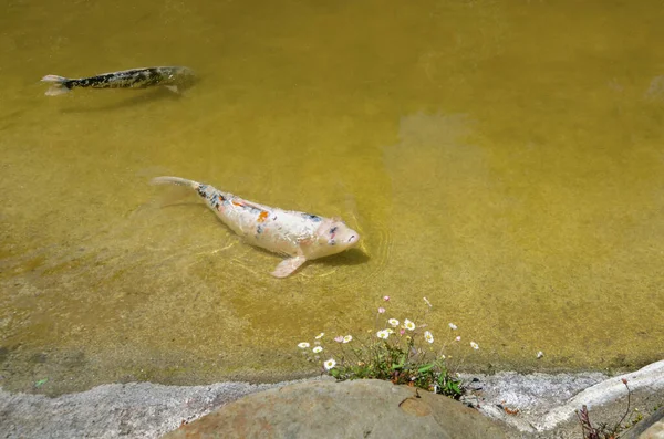 Fische Einem Teich Ufernähe Gibt Einen Platz Für Text — Stockfoto