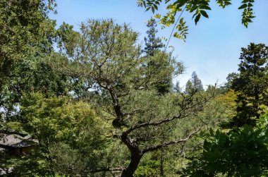 ABD Kaliforniya Mayıs 2023 Hakone Malikânesi ve Saratoga Bahçeleri.