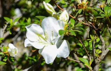 ABD Kaliforniya Mayıs 2023 Hakone Malikânesi ve Saratoga Bahçeleri.