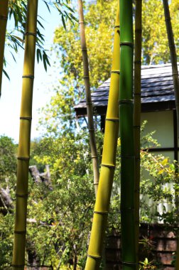 ABD Kaliforniya Mayıs 2023 Hakone Malikânesi ve Saratoga Bahçeleri.