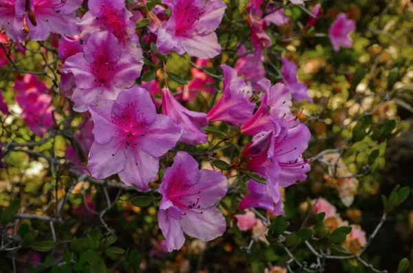Stany Zjednoczone Kalifornia Maj 2023 Hakone Estate Gardens Saratoga — Zdjęcie stockowe