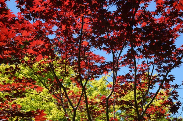 Stany Zjednoczone Kalifornia Maj 2023 Hakone Estate Gardens Saratoga — Zdjęcie stockowe