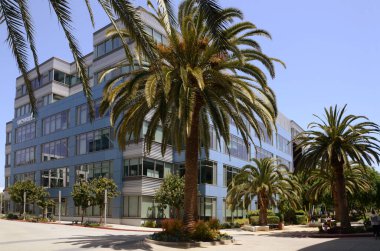 ABD California Los Angeles Playa Vista 8 Mayıs 2023 çok güzel bir palmiye ağacı bir ofis arkaplanı karşısında.