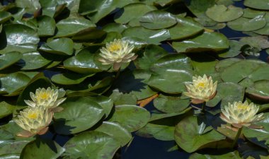 ABD California Los Angeles Playa Vista 8 Mayıs 2023 Gölet suyundaki zambaklar