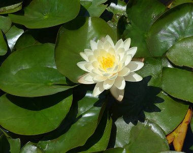 ABD California Los Angeles Playa Vista 8 Mayıs 2023 Gölet suyundaki zambaklar