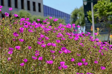 ABD California Los Angeles Playa Vista 8 Mayıs 2023 ofis binası.