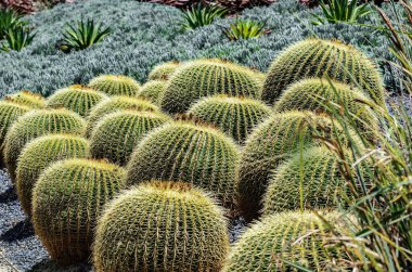 ABD Kaliforniya Los Angeles Playa Vista 8 Mayıs 2023 küresel kaktüs.