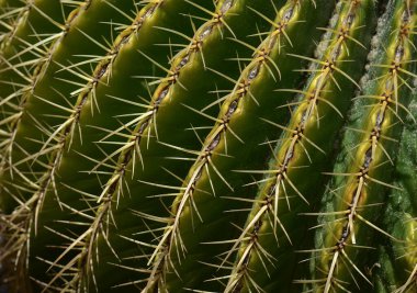 ABD Kaliforniya Los Angeles Playa Vista 8 Mayıs 2023 küresel kaktüs.