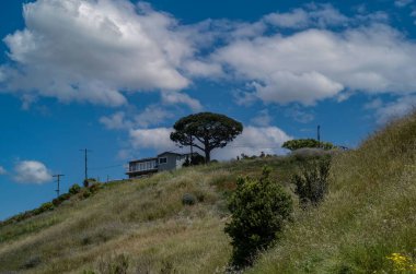 Amerika Birleşik Devletleri Los Angeles Playa Vista 8 Mayıs 2023 Gökyüzünün arka planına karşı bitki örtüsüyle kaplı bir yamaçta.