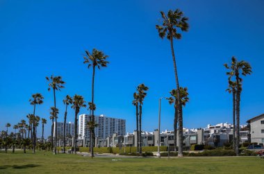 ABD Kaliforniya Santa Monica Bölgesi 13 Mayıs 2023 Palmiye ağaçları ve okyanus üzerindeki binalar.