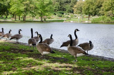 Münih Bavyera Almanya - Eylül 12023 Münih Batı Park 'ta vahşi kazlar parkta.