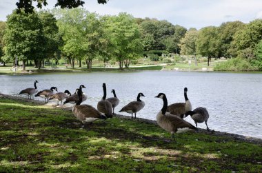 Münih Bavyera Almanya - Eylül 12023 Münih Batı Park 'ta vahşi kazlar parkta.