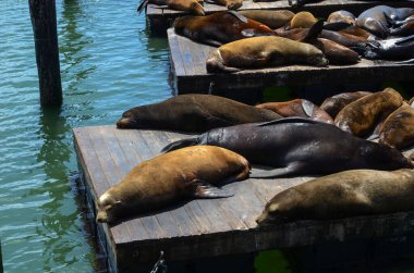 San Francisco ABD Kaliforniya 30 Mayıs 2023 Deniz aslanları 39 rıhtımında uyurlar..