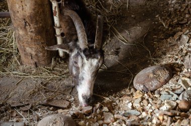 Güzel boynuzlu keçi kafası.