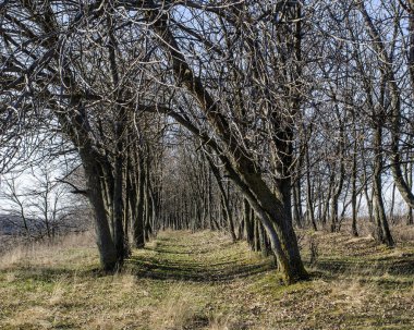 Ağaçların üzerinde sihirli bir don büyüyor. Uzağa doğru uzanıyor..
