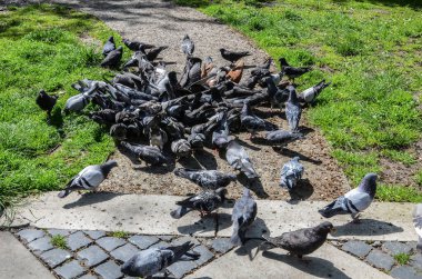 Bir güvercin sürüsü çimenlikte buğday yiyor..