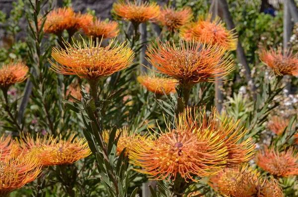 stock image Los Angeles California America May 18, 2023 The Getty Museum is the largest art museum in California various flowers in the museum garden.