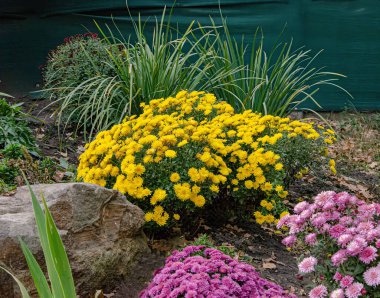 Sabah bahçesindeki sarı kasımpatıların ahengi, yumuşak güneş ışığıyla aydınlatılan, sonbahar yapraklarının arka planında parlak ve narin çiçeklerle sakin ve huzurlu bir atmosfer yaratır..
