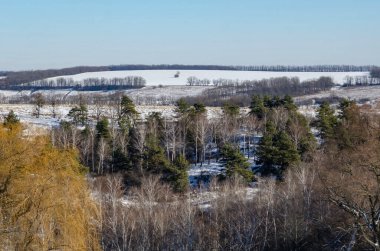 Kış manzarası karlı tarlalar ve ormanlar mavi gökyüzü altında, ağaçlar ve çalılar karda..