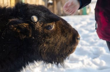 Arka planda kardaki siyah bizonu yaban hayatıyla etkileşime sokarak kapat.